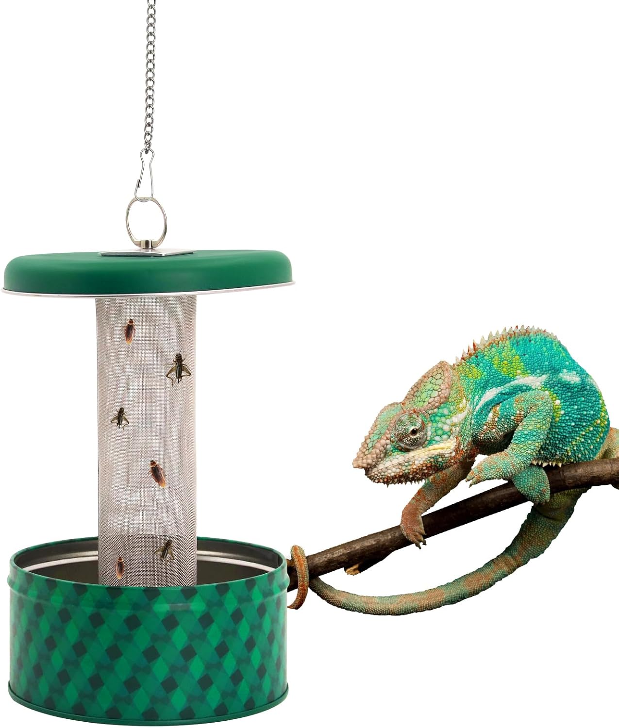 Tempat Makan Naga Berjenggot,  - Water Dish Reptile ulasan dan harga